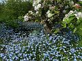 2014-0411-1450_Forget-me-nots_16,7C